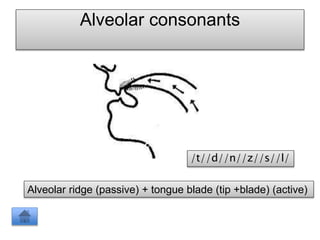 Alveolar consonants
Alveolar ridge (passive) + tongue blade (tip +blade) (active)
/t//d//n//z//s//l/
 