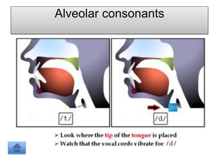 Alveolar consonants
 