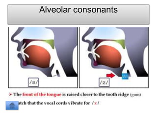 Alveolar consonants
 