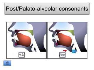 Post/Palato-alveolar consonants
 