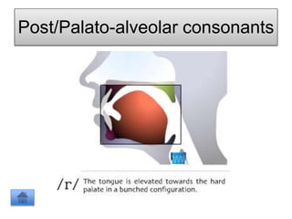 Post/Palato-alveolar consonants
 