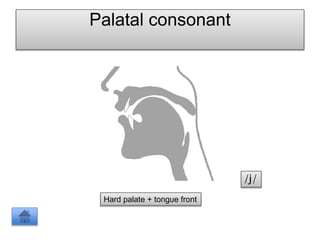 Palatal consonant
Hard palate + tongue front
/j/
 