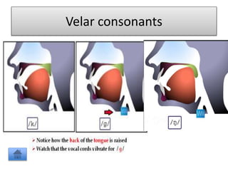 Velar consonants
 