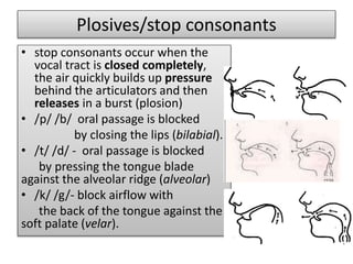 Plosives/stop consonants
• stop consonants occur when the
vocal tract is closed completely,
the air quickly builds up pressure
behind the articulators and then
releases in a burst (plosion)
• /p/ /b/ oral passage is blocked
by closing the lips (bilabial).
• /t/ /d/ - oral passage is blocked
by pressing the tongue blade
against the alveolar ridge (alveolar)
• /k/ /g/- block airflow with
the back of the tongue against the
soft palate (velar).
 