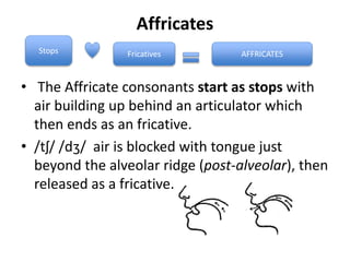 Affricates
• The Affricate consonants start as stops with
air building up behind an articulator which
then ends as an fricative.
• /tʃ/ /dʒ/ air is blocked with tongue just
beyond the alveolar ridge (post-alveolar), then
released as a fricative.
Stops Fricatives AFFRICATES
 