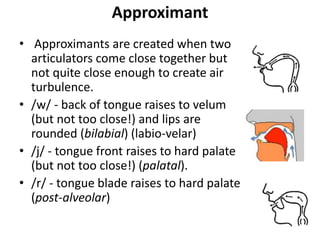 Approximant
• Approximants are created when two
articulators come close together but
not quite close enough to create air
turbulence.
• /w/ - back of tongue raises to velum
(but not too close!) and lips are
rounded (bilabial) (labio-velar)
• /j/ - tongue front raises to hard palate
(but not too close!) (palatal).
• /r/ - tongue blade raises to hard palate
(post-alveolar)
 
