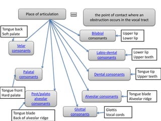 Place of articulation the point of contact where an
obstruction occurs in the vocal tract
Bilabial
consonants
Labio-dental
consonants
Dental consonants
Alveolar consonants
Post/palato
alveolar
consonants
Palatal
consonants
Velar
consonants
Glottal
consonants
Upper lip
Lower lip
Lower lip
Upper teeth
Tongue tip
Upper teeth
Tongue blade
Alveolar ridge
Glottis
Vocal cordsTongue blade
Back of alveolar ridge
Tongue front
Hard palate
Tongue back
Soft palate
 