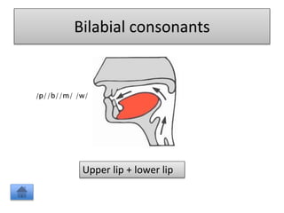 Bilabial consonants
Upper lip + lower lip
/p//b//m/ /w/
 