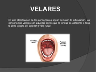 VELARES
En una clasificación de las consonantes según su lugar de articulación, las
consonantes velares son aquellas en las que la lengua se aproxima o toca
la zona trasera del paladar o velo (k/g/j)
 