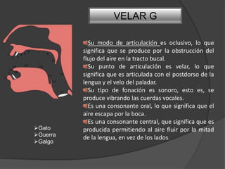 VELAR G

            Su modo de articulación es oclusivo, lo que
          significa que se produce por la obstrucción del
          flujo del aire en la tracto bucal.
            Su punto de articulación es velar, lo que
          significa que es articulada con el postdorso de la
          lengua y el velo del paladar.
            Su tipo de fonación es sonoro, esto es, se
          produce vibrando las cuerdas vocales.
            Es una consonante oral, lo que significa que el
          aire escapa por la boca.
            Es una consonante central, que significa que es
Gato     producida permitiendo al aire fluir por la mitad
Guerra
          de la lengua, en vez de los lados.
Galgo
 