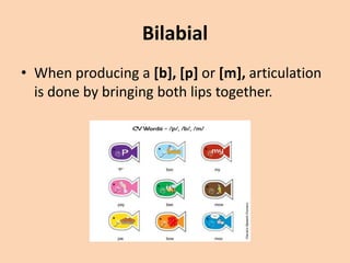 Bilabial
• When producing a [b], [p] or [m], articulation
is done by bringing both lips together.

 