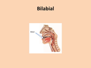 Bilabial

 