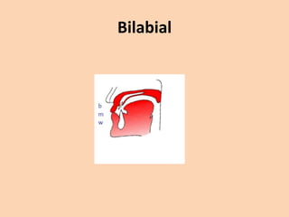 Bilabial

 