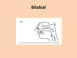 Bilabial

 