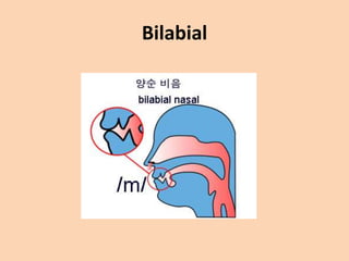 Bilabial

 