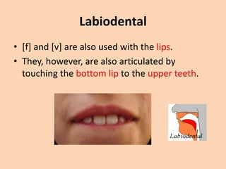 Labiodental
• [f] and [v] are also used with the lips.
• They, however, are also articulated by
touching the bottom lip to the upper teeth.

 