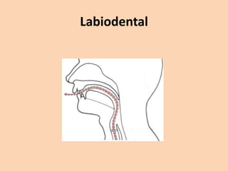 Labiodental

 