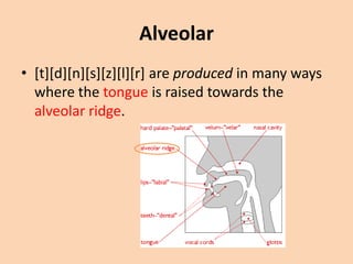 Alveolar
• [t][d][n][s][z][l][r] are produced in many ways
where the tongue is raised towards the
alveolar ridge.

 
