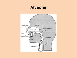 Alveolar

 