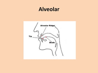 Alveolar

 
