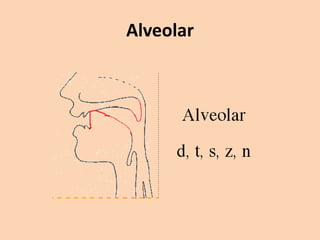 Alveolar

 