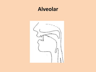 Alveolar

 