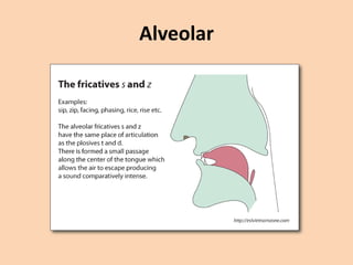 Alveolar

 