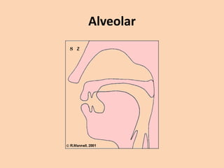 Alveolar

 