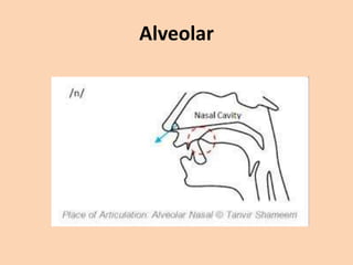 Alveolar

 
