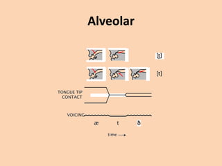 Alveolar

 