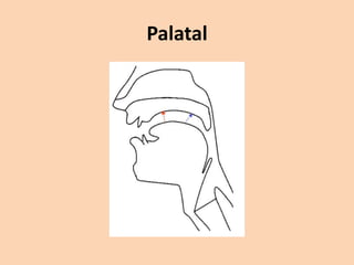 Palatal

 