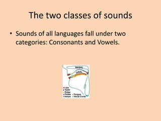 The two classes of sounds
• Sounds of all languages fall under two
categories: Consonants and Vowels.

 
