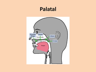 Palatal

 