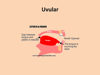 Uvular

 