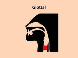 Glottal

 