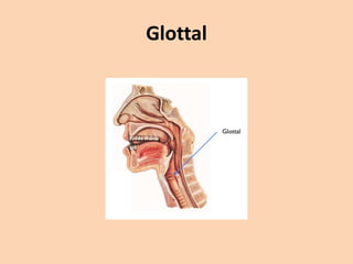 Glottal

 