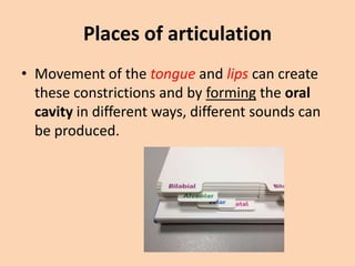 Places of articulation
• Movement of the tongue and lips can create
these constrictions and by forming the oral
cavity in different ways, different sounds can
be produced.

 