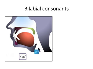 Bilabial consonants 
 