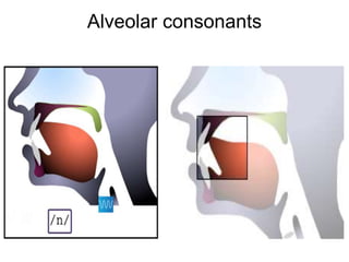 Alveolar consonants 
 