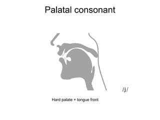 Palatal consonant 
Hard palate + tongue front 
/j/ 
 
