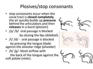 Plosives/stop consonants 
• stop consonants occur when the 
vocal tract is closed completely, 
the air quickly builds up pressure 
behind the articulators and then 
releases in a burst (plosion) 
• /p/ /b/ oral passage is blocked 
by closing the lips (bilabial). 
• /t/ /d/ - oral passage is blocked 
by pressing the tongue blade 
against the alveolar ridge (alveolar) 
• /k/ /g/- block airflow with 
the back of the tongue against the 
soft palate (velar). 
 