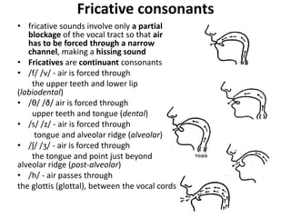Fricative consonants 
• fricative sounds involve only a partial 
blockage of the vocal tract so that air 
has to be forced through a narrow 
channel, making a hissing sound 
• Fricatives are continuant consonants 
• /f/ /v/ - air is forced through 
the upper teeth and lower lip 
(labiodental) 
• /θ/ /ð/ air is forced through 
upper teeth and tongue (dental) 
• /s/ /z/ - air is forced through 
tongue and alveolar ridge (alveolar) 
• /ʃ/ /ʒ/ - air is forced through 
the tongue and point just beyond 
alveolar ridge (post-alveolar) 
• /h/ - air passes through 
the glottis (glottal), between the vocal cords 
 