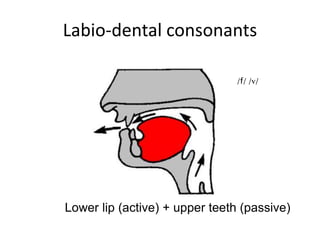 Labio-dental consonants
/f/ /v/
Lower lip (active) + upper teeth (passive)
 