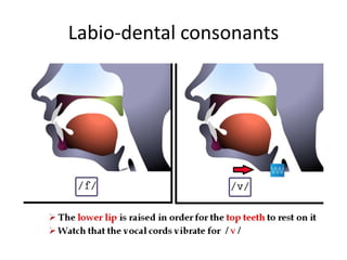 Labio-dental consonants
 