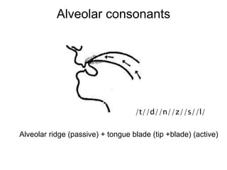 Alveolar consonants
Alveolar ridge (passive) + tongue blade (tip +blade) (active)
/t//d//n//z//s//l/
 