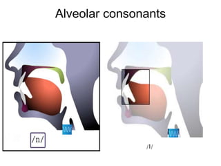 Alveolar consonants
/l/
 