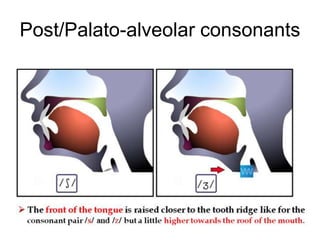 Post/Palato-alveolar consonants
 