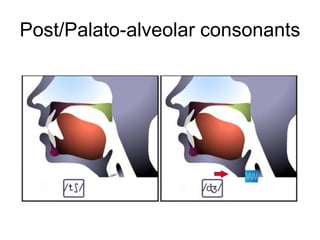 Post/Palato-alveolar consonants
 