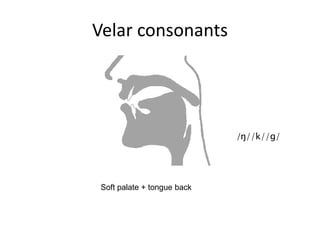 Velar consonants
Soft palate + tongue back
/ŋ//k//g/
 