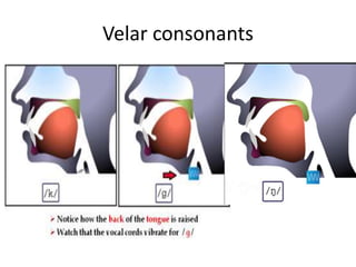 Velar consonants
 